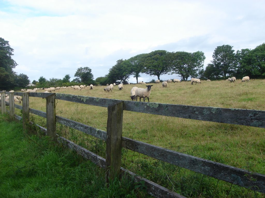 Wales Bosherston Lilyponds Sheeps near carpark by Mieke Blodwen