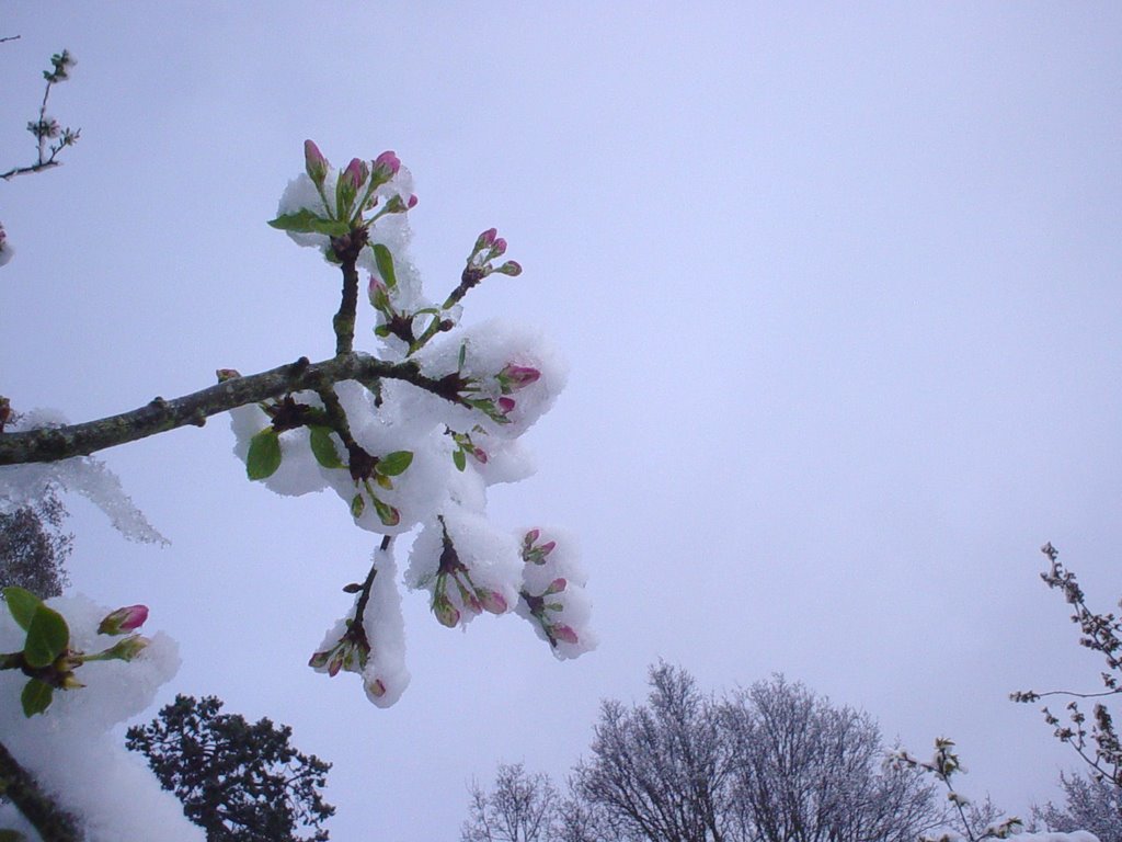 Snow on cherry blossom, Reading by OhIngardail