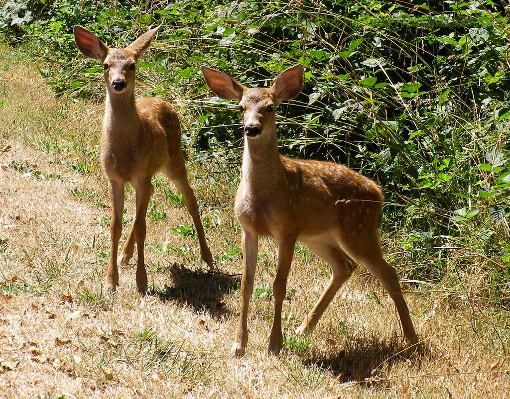 Coastal Deer Fawns - North Bend, Oregon (suz) by Suzi in Oregon