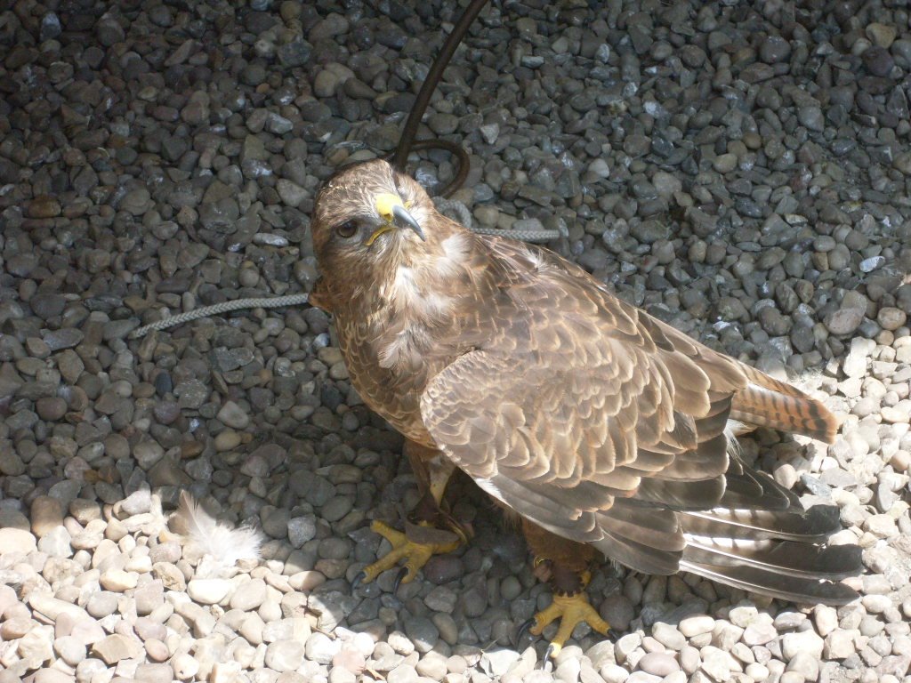 WILMCOTE, WARWICKSHIRE, UK - ON THE FARM OF THE ARDENS, SHAKESPEARE'S GRANDPARENTS - HARRIS HAWK USED FOR FALCONRY by Elizabeth H. Roome