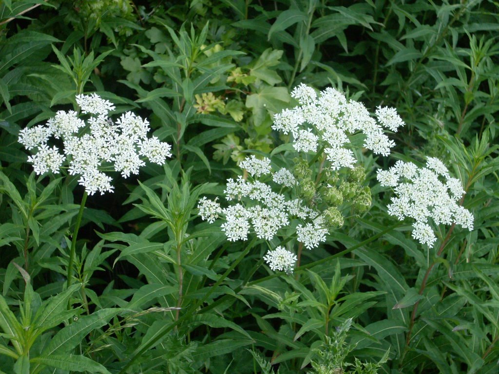 WILMCOTE, WARWICKSHIRE, UK - ON THE FARM OF THE ARDENS, SHAKESPEARE'S GRANDPARENTS - COW PARSLEY IN THE HEDGEROW by Elizabeth H. Roome