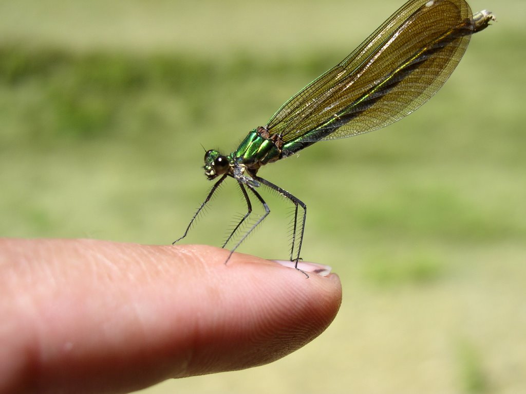 Hasta pronto amigos, estoy de vacaciones. Caballito del Diablo. (Calopteryx virgo) hembra. by mundele.