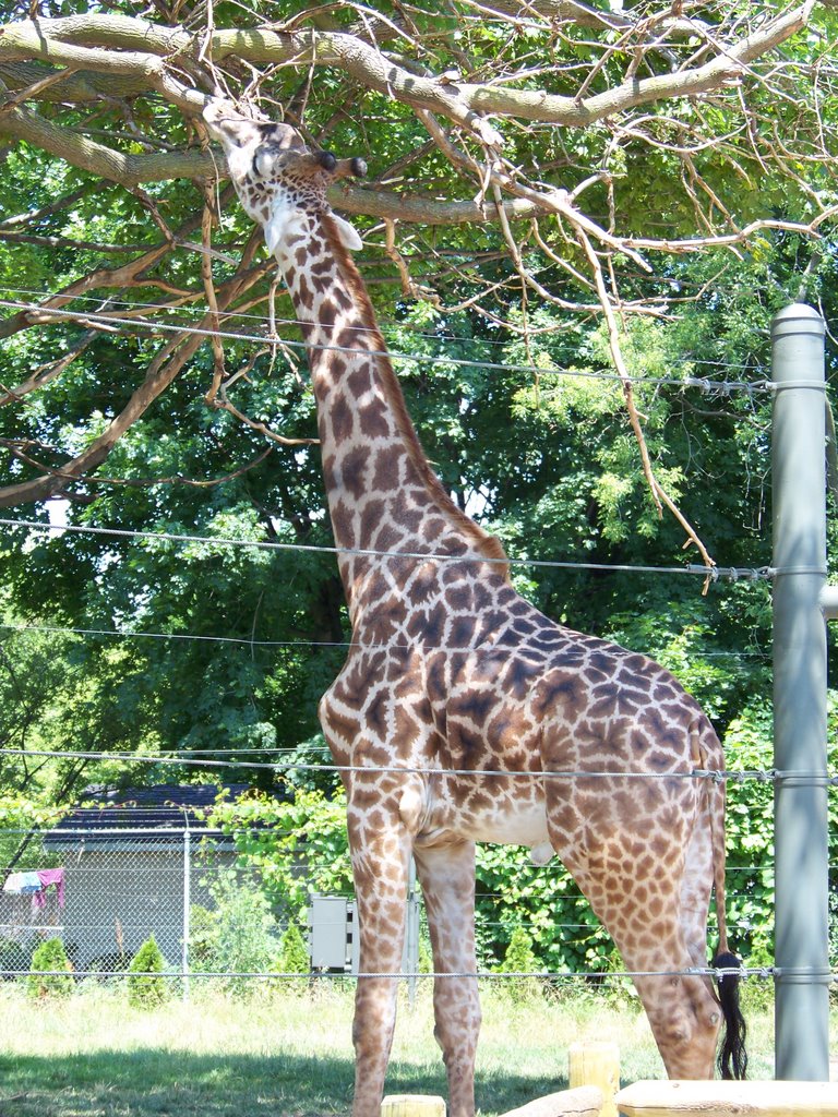 Racine Zoo by Ken Ehleiter, Jr.