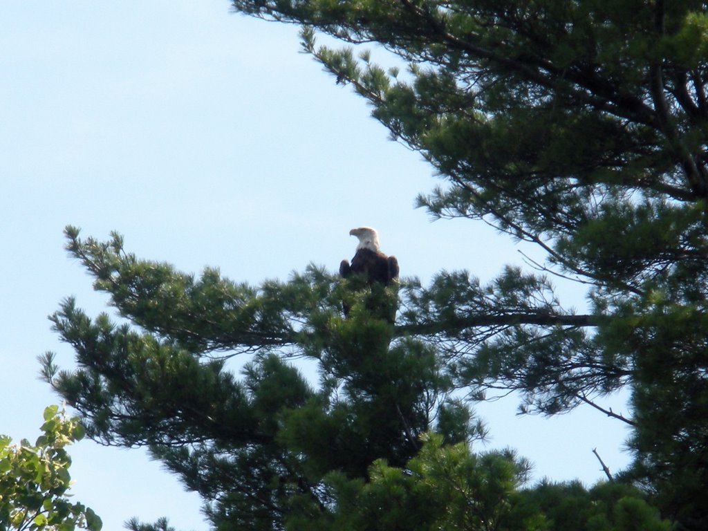 Eagle perched atop pine tree by Stephen Kemp