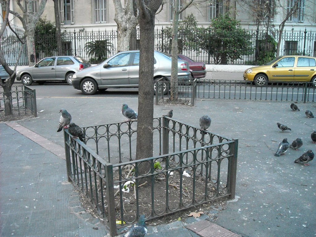 Palomas en plazoleta de Av. Rivadavia al 4400 (Caballito) by Matha Burroughs