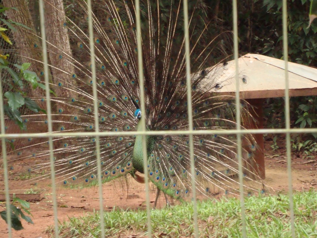 Zoologico Bauru / SP by jrtupa