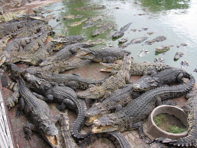 Samutprakarn Crocodile Farm 2 by mantati