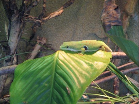 Grünes Gecko im Zoo by Alexander der Zeiger