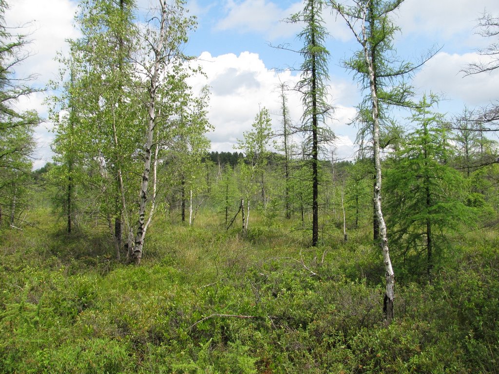 Mer Bleu Bog by natureguy42