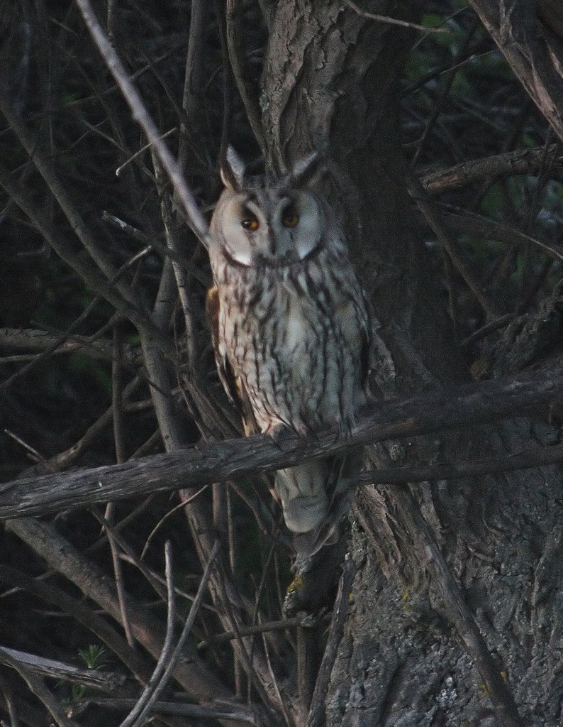 Buho chico (asio otus) by carlos mm