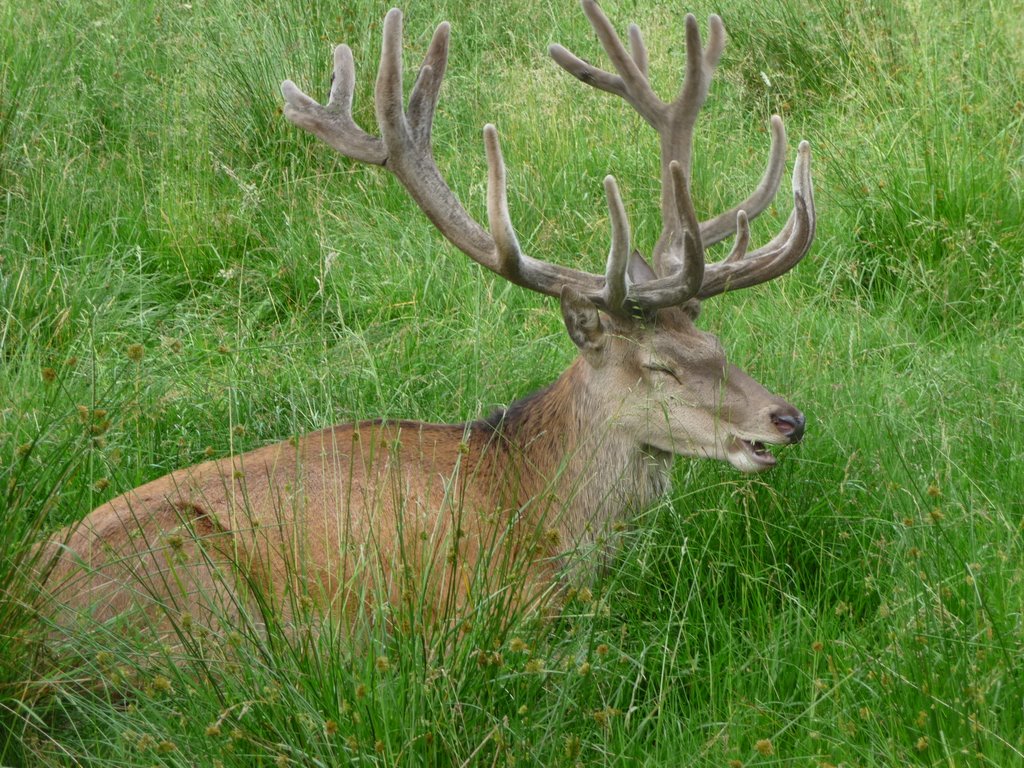 Im Wildpark Eekholt by b.kuhn