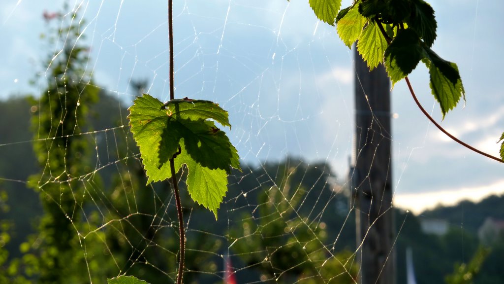 Spinnennetz in der Abendsonne by Volker J.