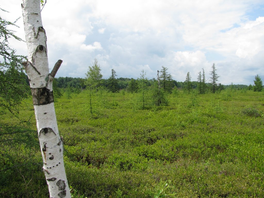 Mer Bleu Bog by natureguy42