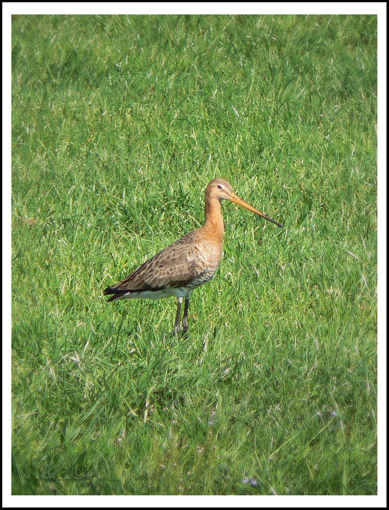 Springtime 2007 at the Dutch polder - 8 by Nancy&Ronald NL Wand…