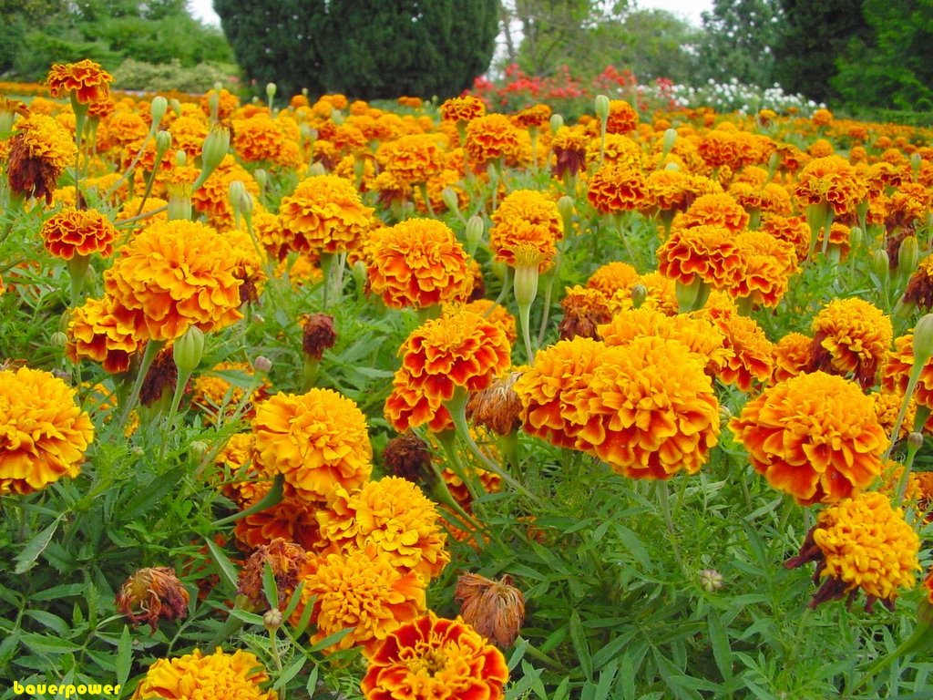 Tagetes by bauerpower