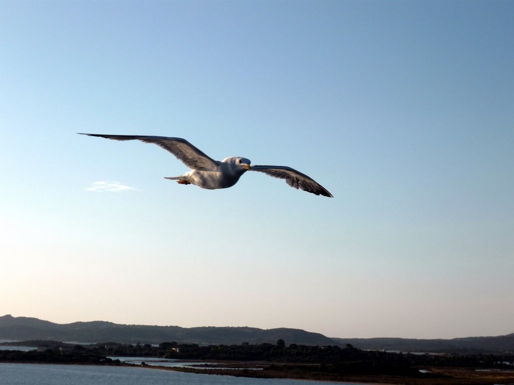 Seagull by barbybond