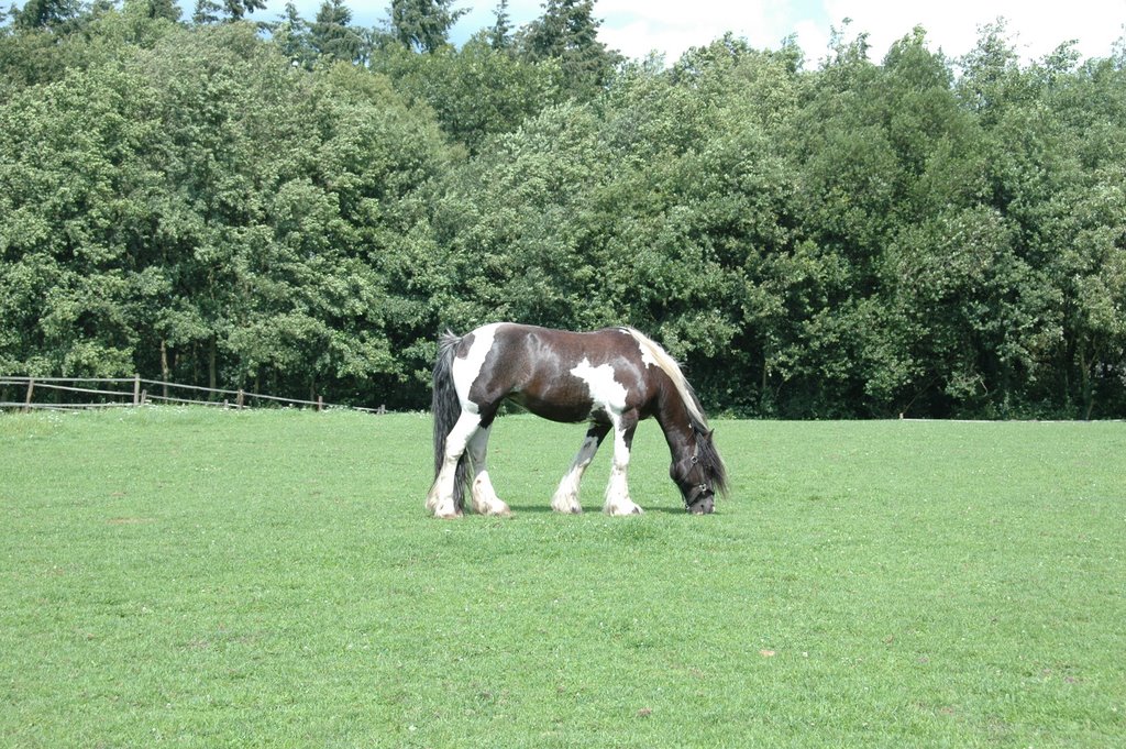 Twents Ruiter Centrum Het Hulsbeek by Ralf Grispen