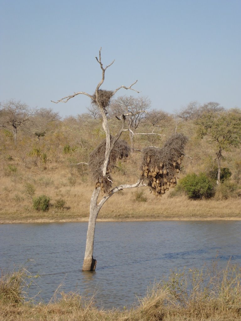 Nests - Transport Dam by Larry Thomas