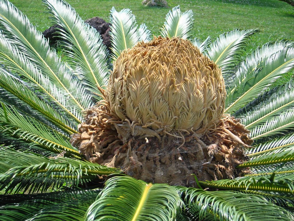 Palm Tree in Madeira by Carli Peters