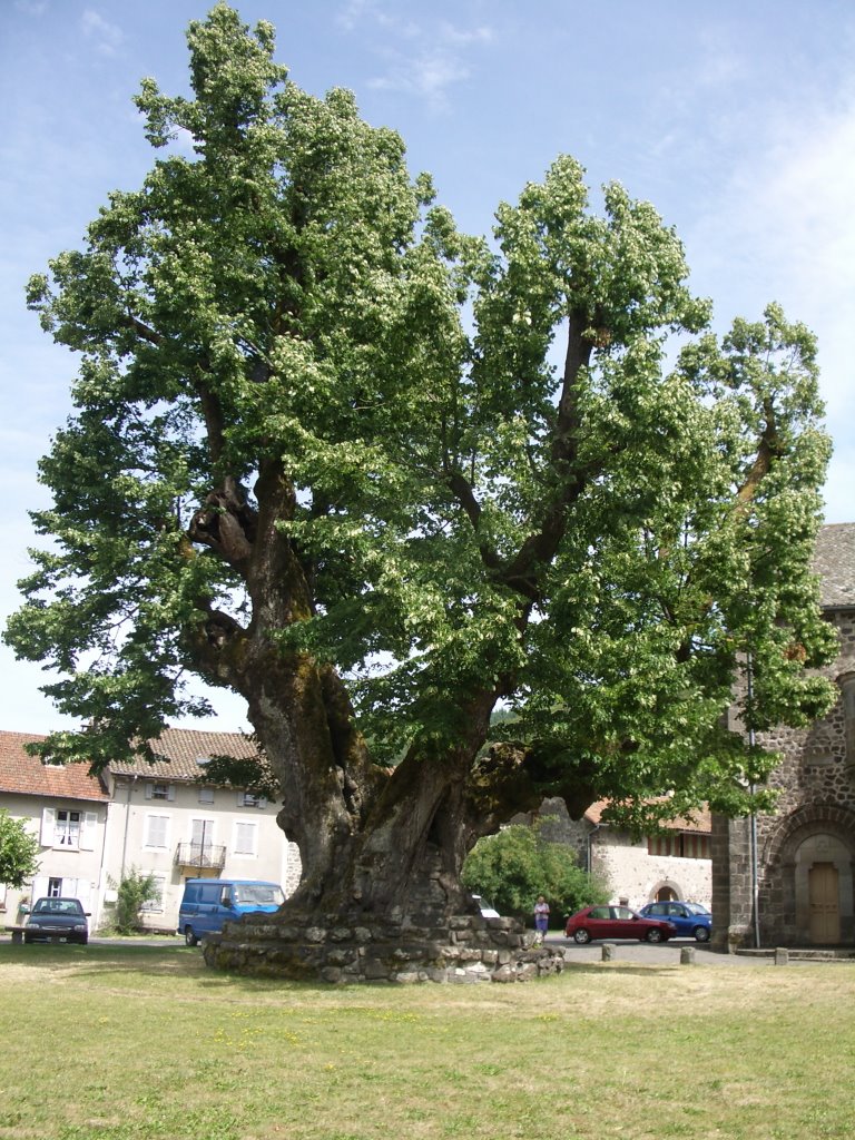 Tilleul planté sous Sully (400 ans) St Simon by koalabzh