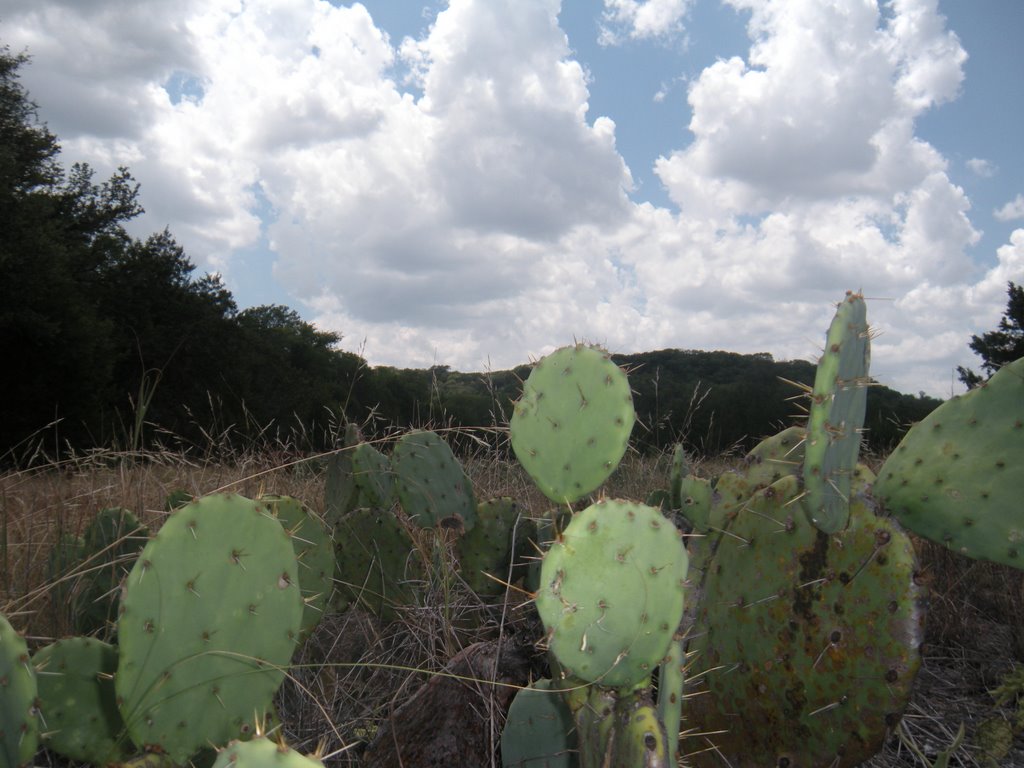 Cactus in the summer by sirjohn30