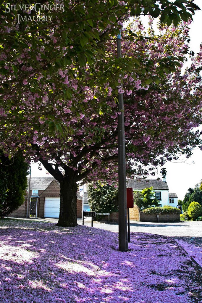 Pink Snow by Lee Gill