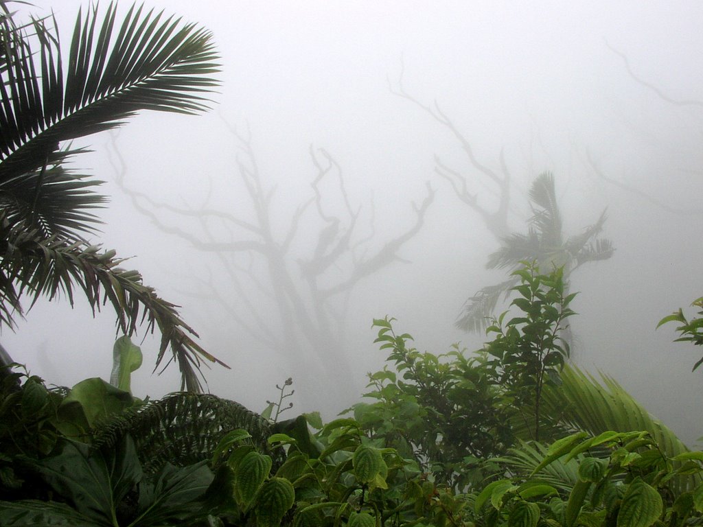 Mt. Scenery, Saba by John Eby