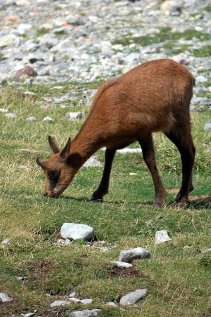 Rebeco(Rupicapra rupicapra parva) by ratonin