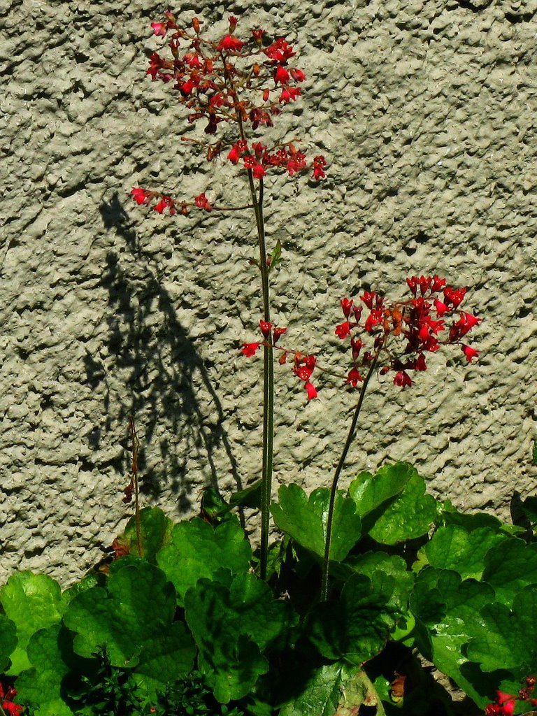 Rotes Mauerblümchen (1.8.09) by e.m.r. 2 - a picture…