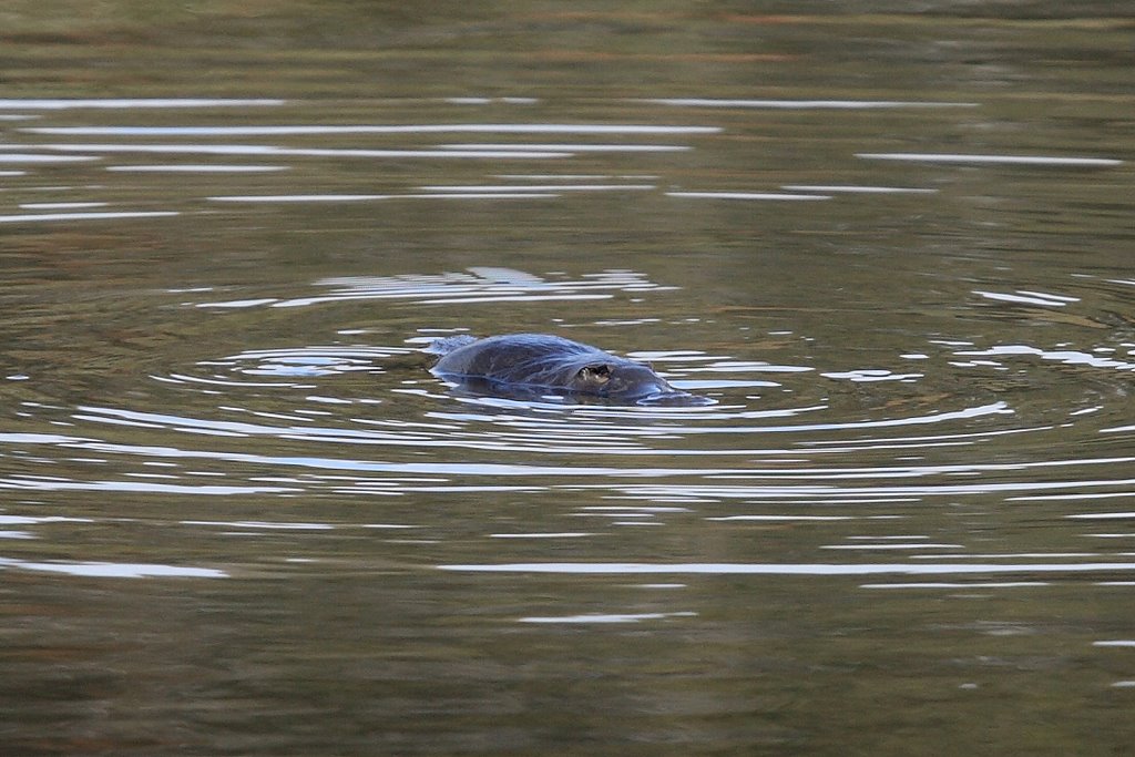 Platypus, Black Flats Dam by dekool