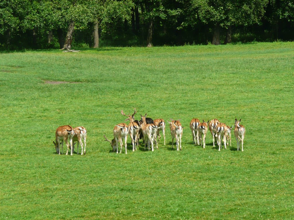 Park dzikich zwierząt by Malgorzata Grzywacz