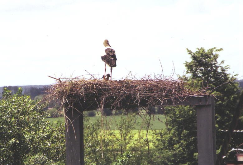 Storchennest Salgen mit Jungen 2007 by Jakob Geiger