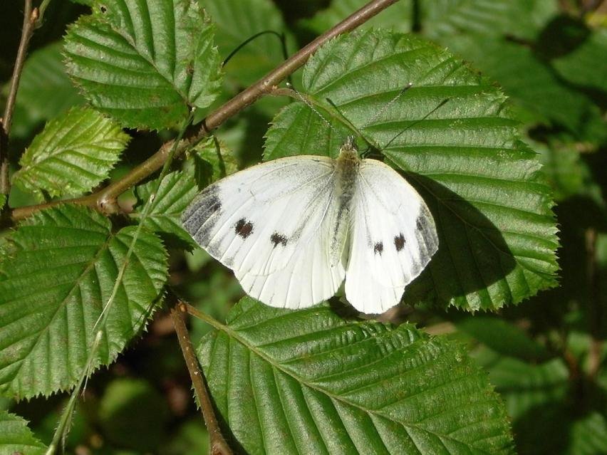 Papillon blanc by Alain Ewrard