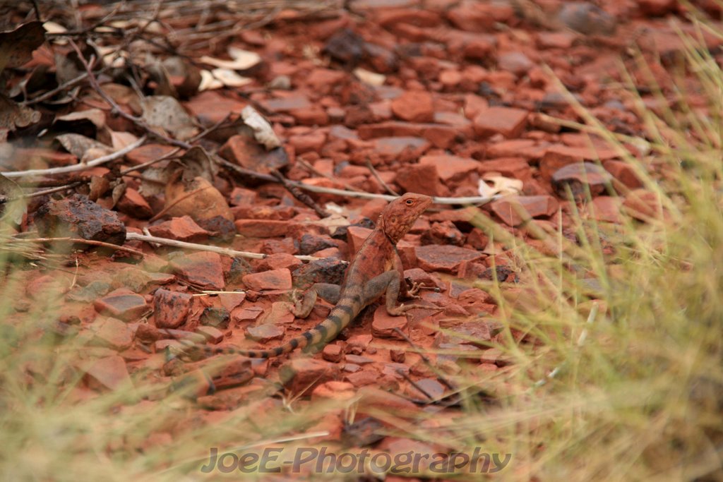 Ring-tailed dragon 2 at Dales Gorge - Karijini NP. - WA by HappyJoe