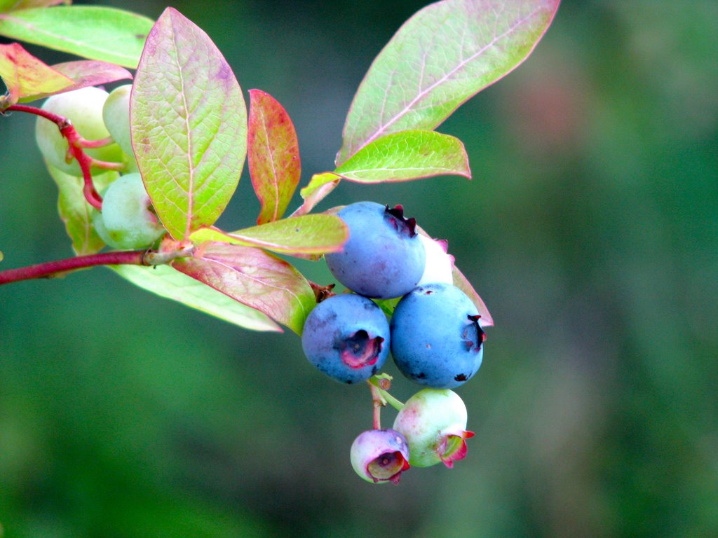 Blueberries - howderfamily.com by howderfamily.com