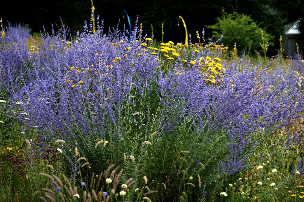 Ffm. - Palmengarten, Lavendel by wolfbam