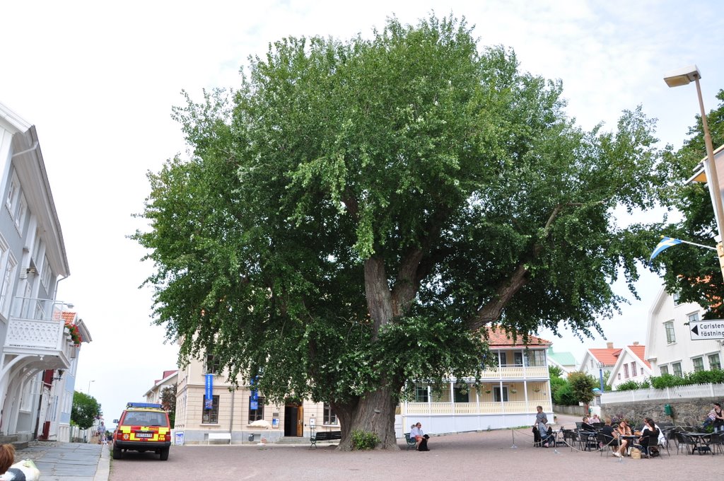 Huge Tree on Marstrand (08/2009) by Nils Wanner