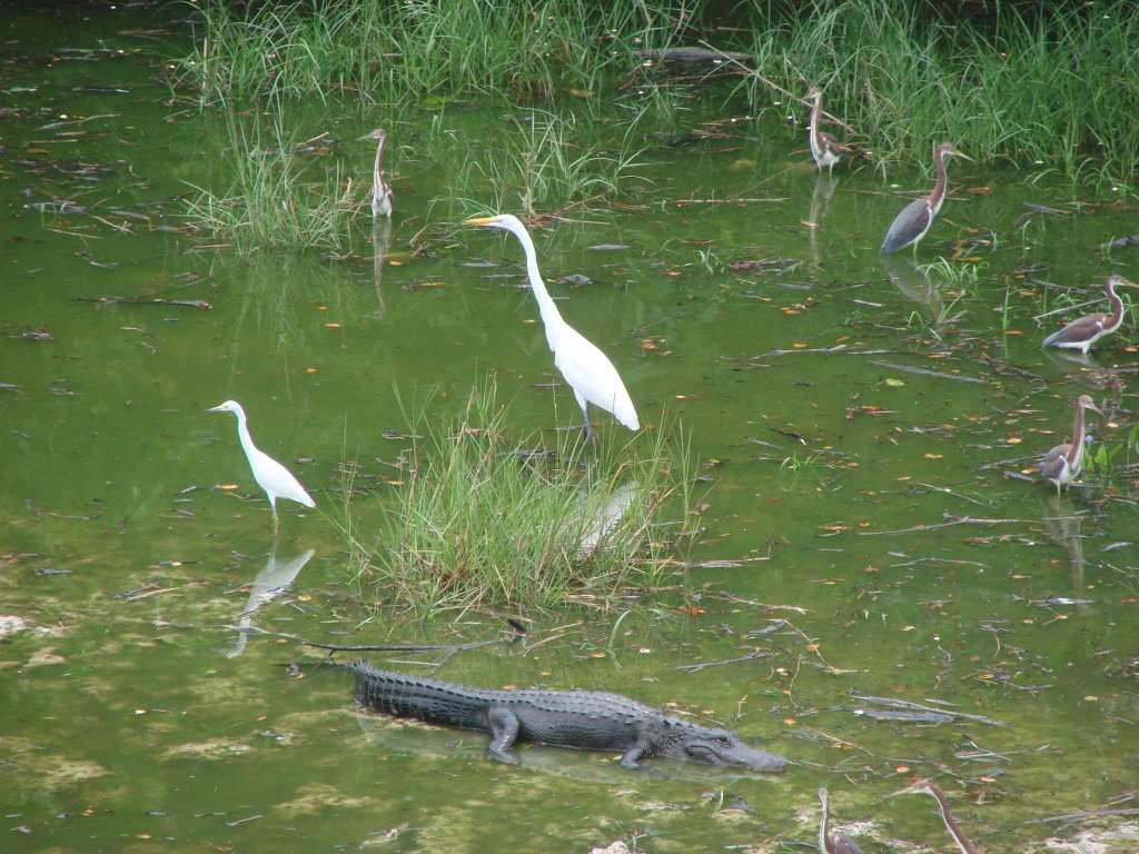 Shark Valley Everglades by Christof Verboven