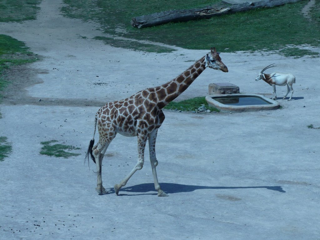 Praha Zoo by dino  2