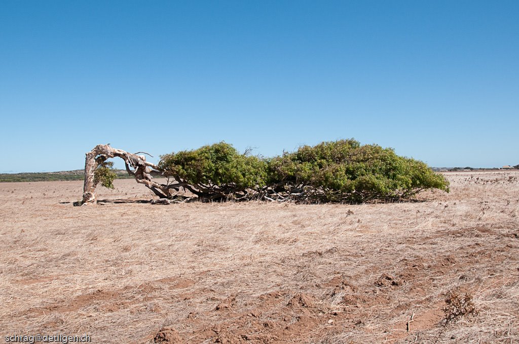 Greenough Tree by schrag