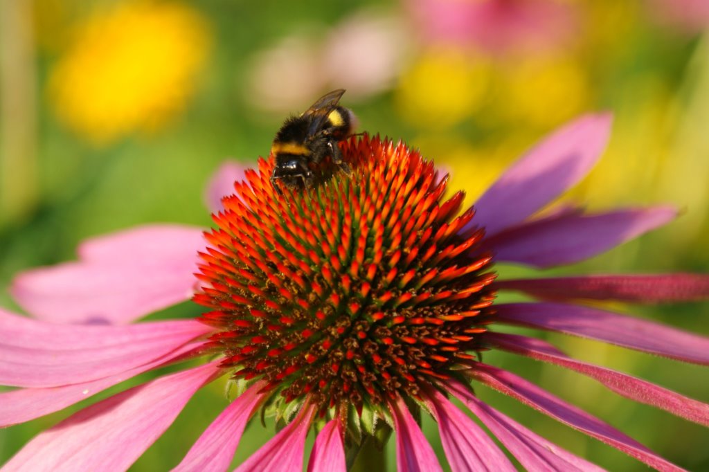 Hamburg Botanischer Garten by norishamburg