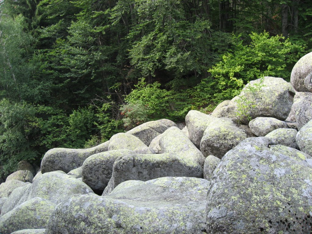 Bulgaria,Vitosha mountain by pilfer