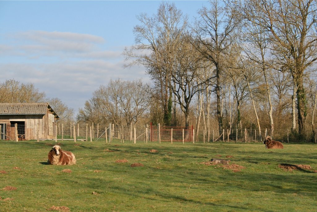 Parc animalier communal de Saint-Léonard, bête à cornes by JLMEVEL