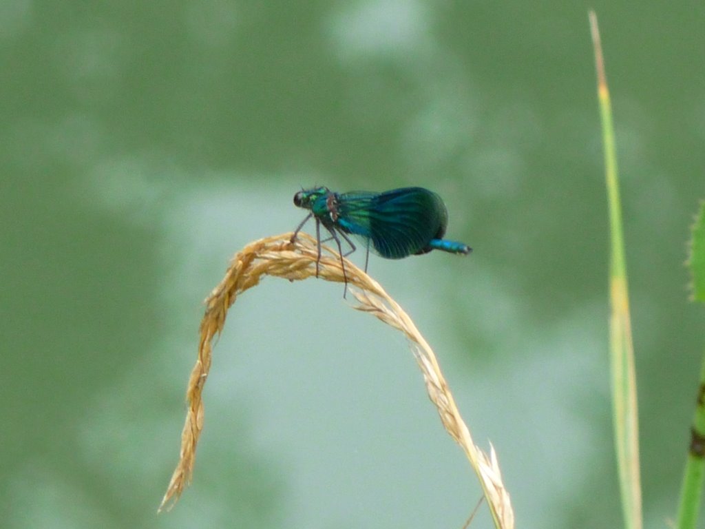 Jarnac - la Charente et sa faune : libellule by Hugo S