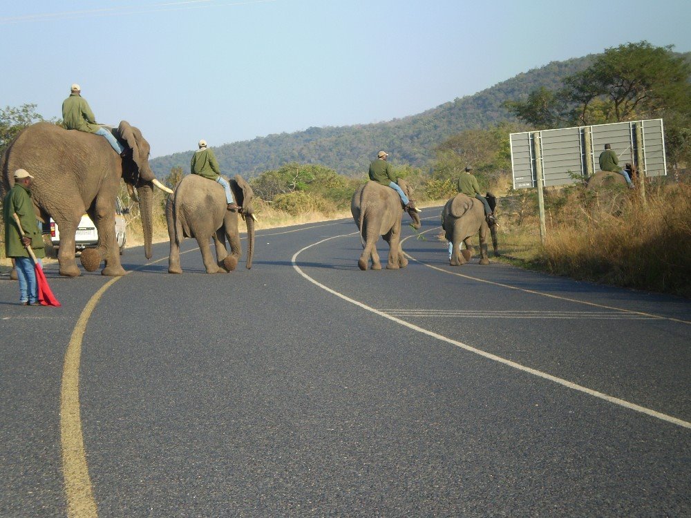 Elephant Safari crossing the R535 by Johan Retief