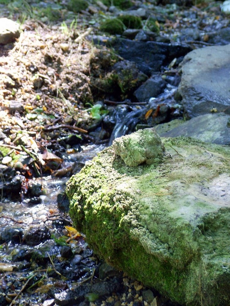 Erdei forrás - Forest fountain by Pinke László