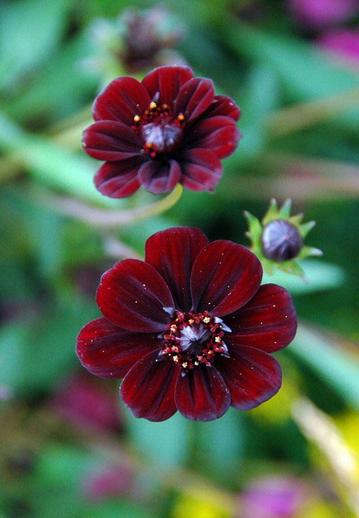 Chocolate Cosmos (Cosmos atrosanguineus) by Lui Brandt