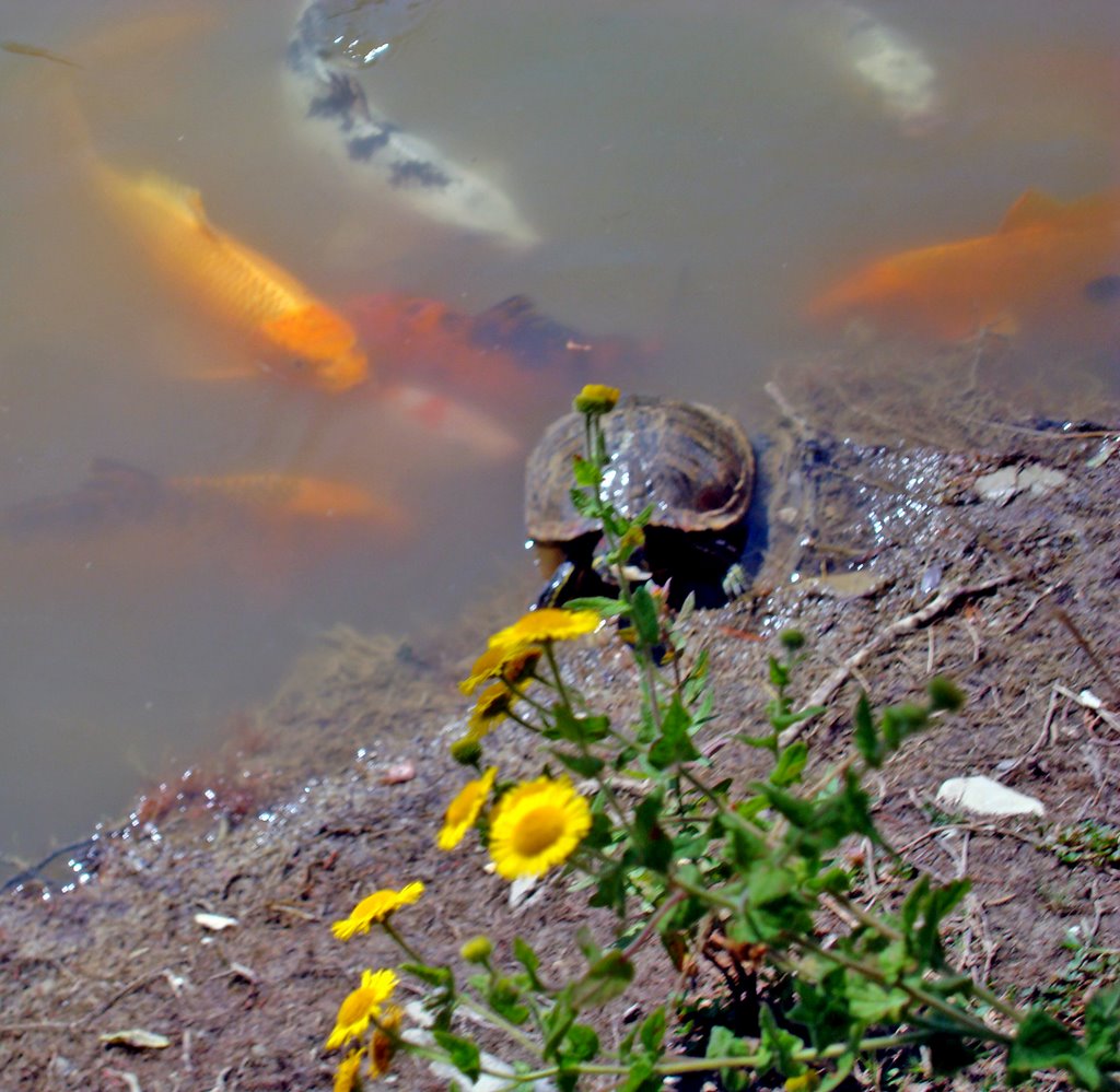 Lucinasco The turtle and yellow daisy by esseil panoramio