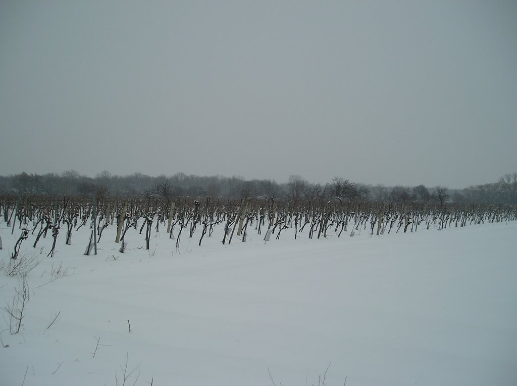 Die Weinstöcke von Sollenau, wie ihr sicher sehen könnt: Im Winter by Der weiße Wolf