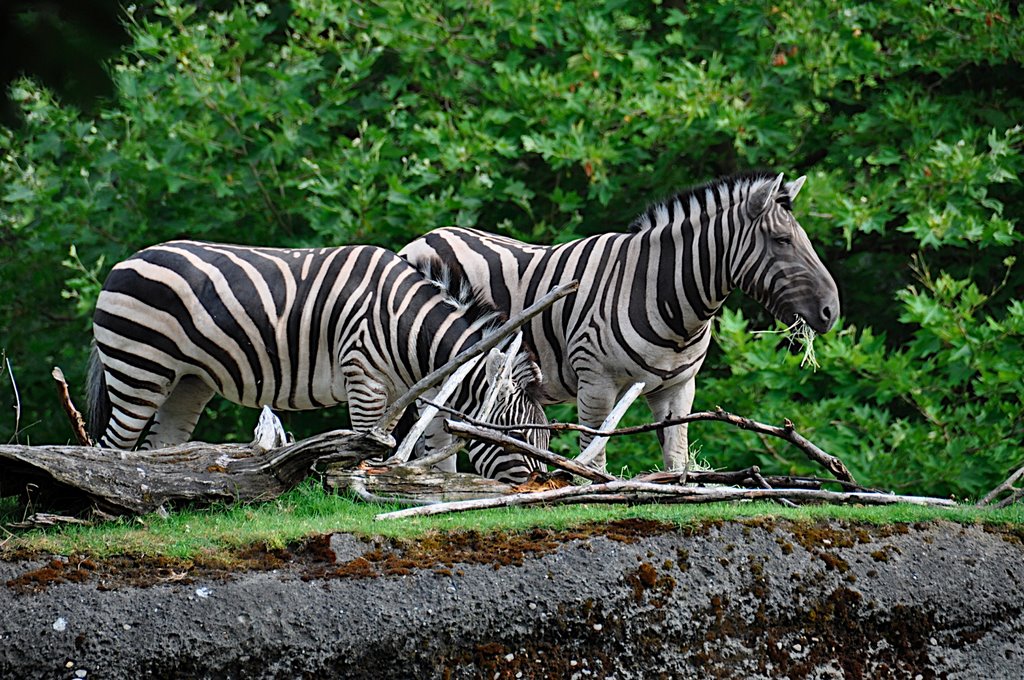 Woodland Park Zoo by Nate Graham